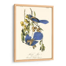 Audubon Florida Jays - John James Audubon | Cuadro decorativo de Canvas Lab