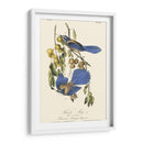 Audubon Florida Jays - John James Audubon | Cuadro decorativo de Canvas Lab
