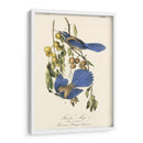 Audubon Florida Jays - John James Audubon | Cuadro decorativo de Canvas Lab