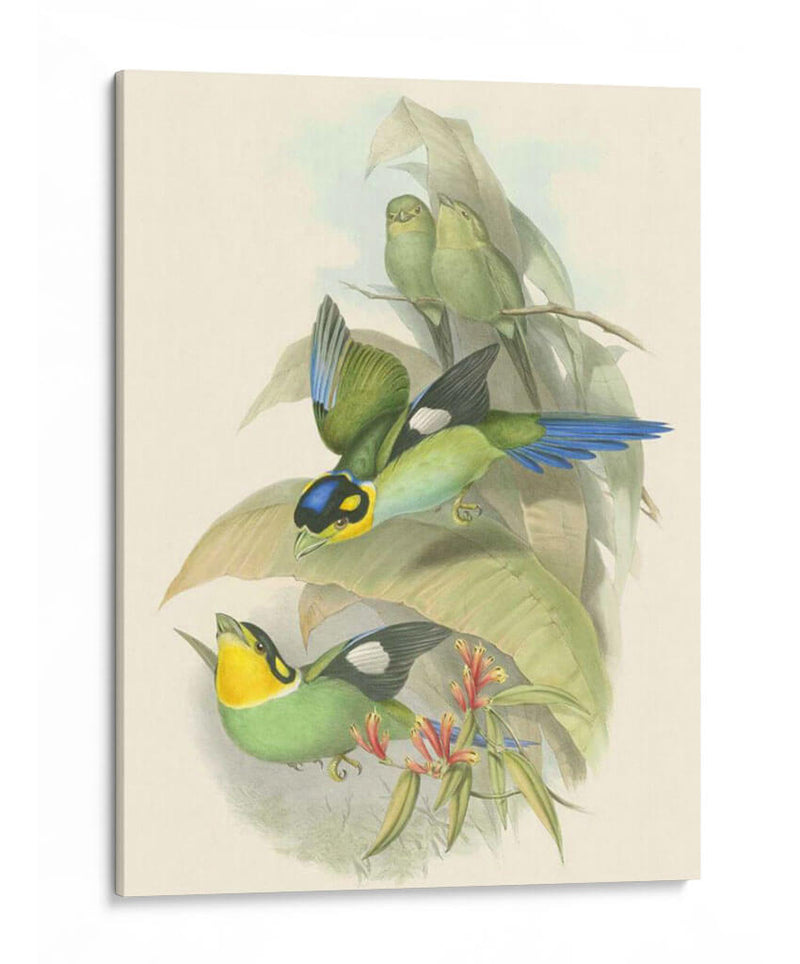 Pequeñas Aves De Trópicos I - John Gould | Cuadro decorativo de Canvas Lab