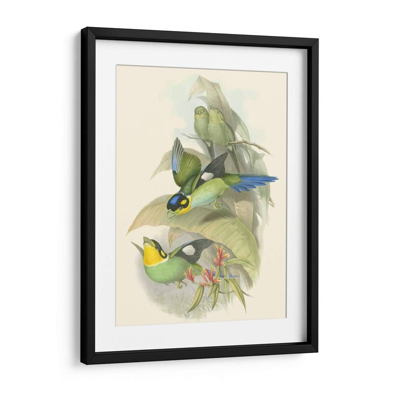 Pequeñas Aves De Trópicos I - John Gould | Cuadro decorativo de Canvas Lab