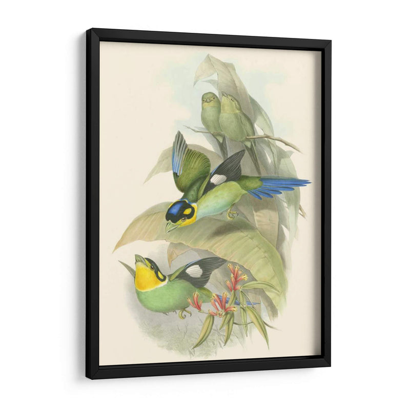 Pequeñas Aves De Trópicos I - John Gould | Cuadro decorativo de Canvas Lab