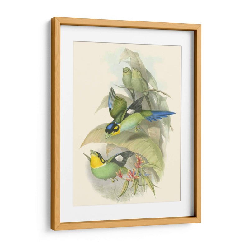 Pequeñas Aves De Trópicos I - John Gould | Cuadro decorativo de Canvas Lab