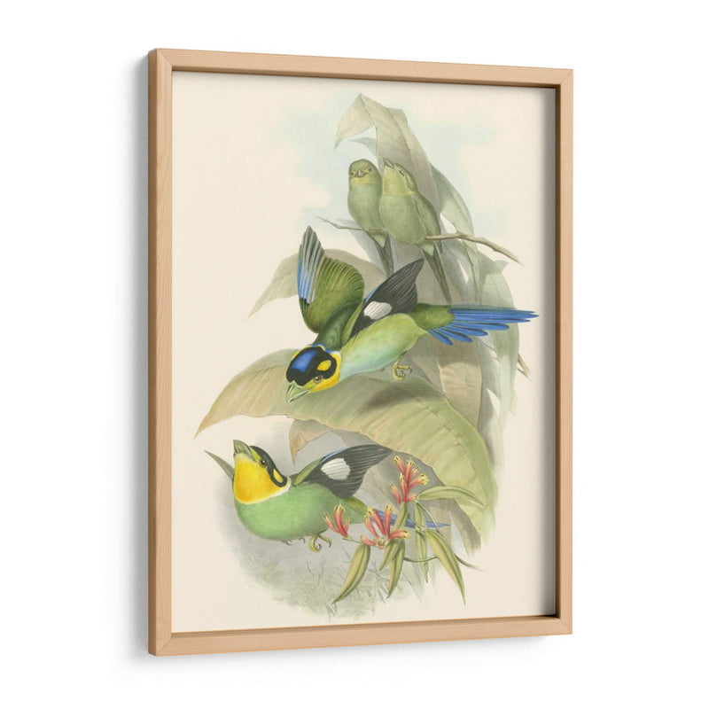 Pequeñas Aves De Trópicos I - John Gould | Cuadro decorativo de Canvas Lab