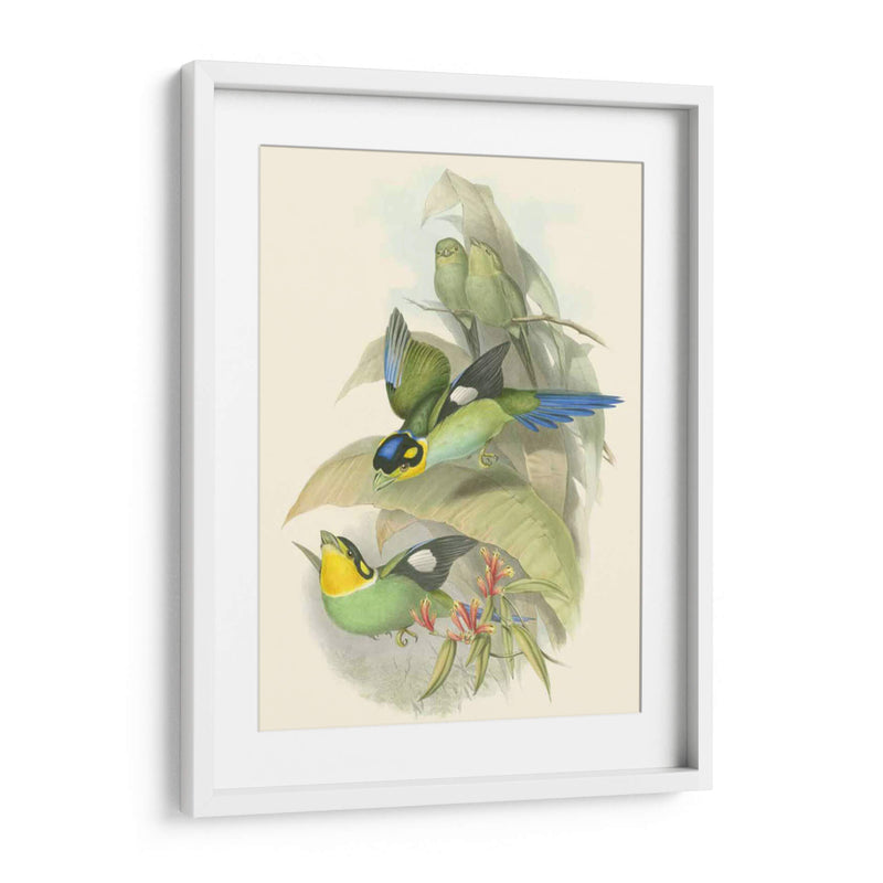 Pequeñas Aves De Trópicos I - John Gould | Cuadro decorativo de Canvas Lab