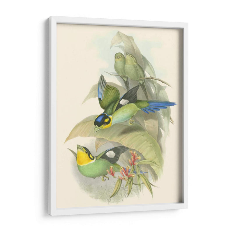 Pequeñas Aves De Trópicos I - John Gould | Cuadro decorativo de Canvas Lab