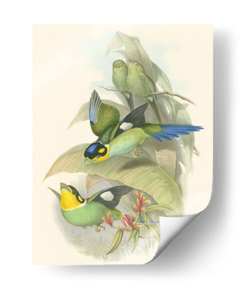 Pequeñas Aves De Trópicos I - John Gould | Cuadro decorativo de Canvas Lab