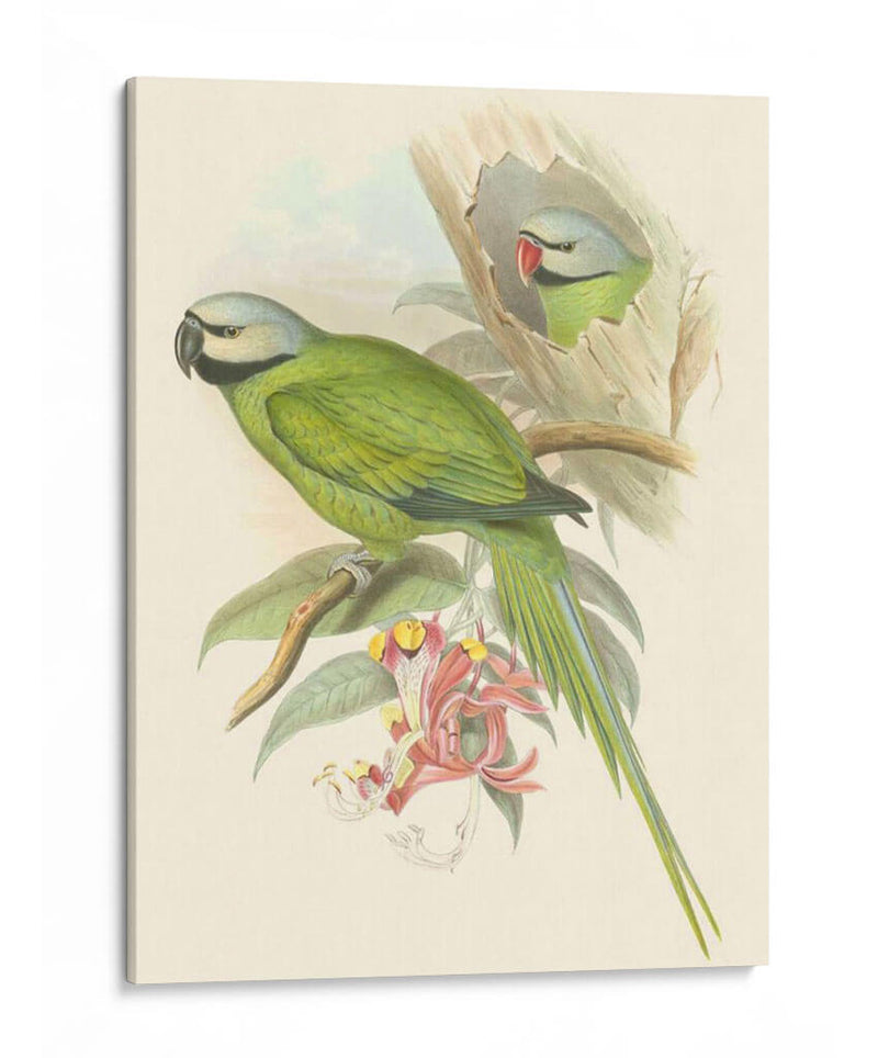 Pequeñas Aves De Trópicos Ii - John Gould | Cuadro decorativo de Canvas Lab