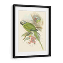 Pequeñas Aves De Trópicos Ii - John Gould | Cuadro decorativo de Canvas Lab