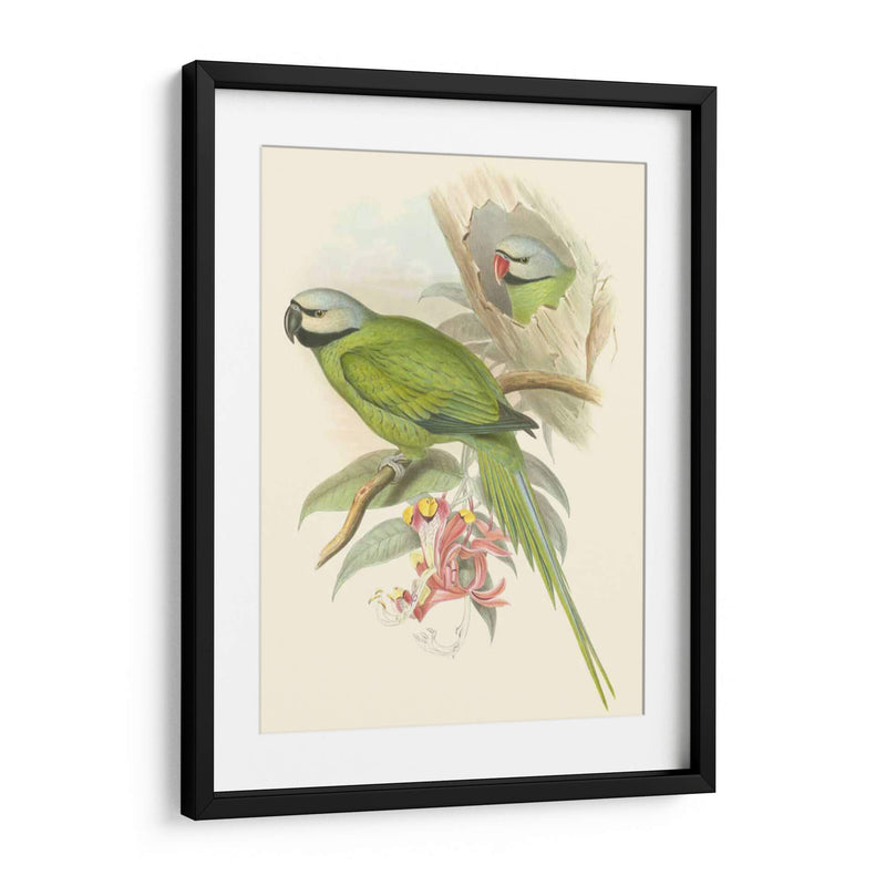 Pequeñas Aves De Trópicos Ii - John Gould | Cuadro decorativo de Canvas Lab