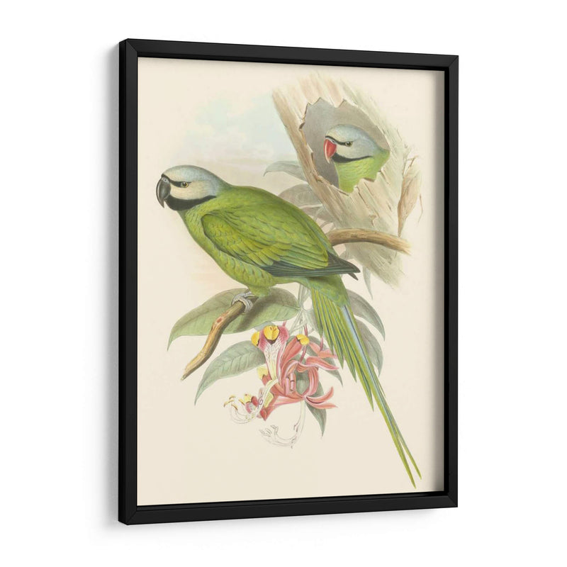 Pequeñas Aves De Trópicos Ii - John Gould | Cuadro decorativo de Canvas Lab