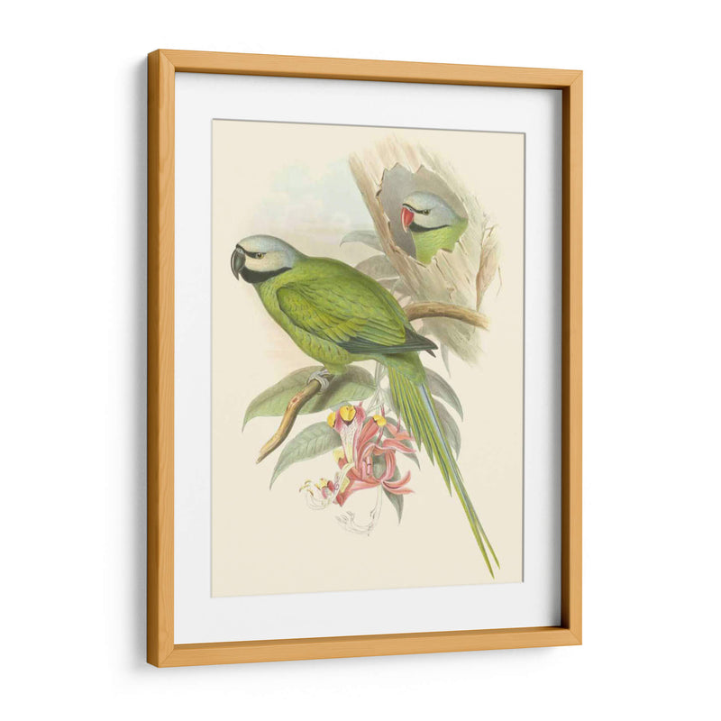 Pequeñas Aves De Trópicos Ii - John Gould | Cuadro decorativo de Canvas Lab