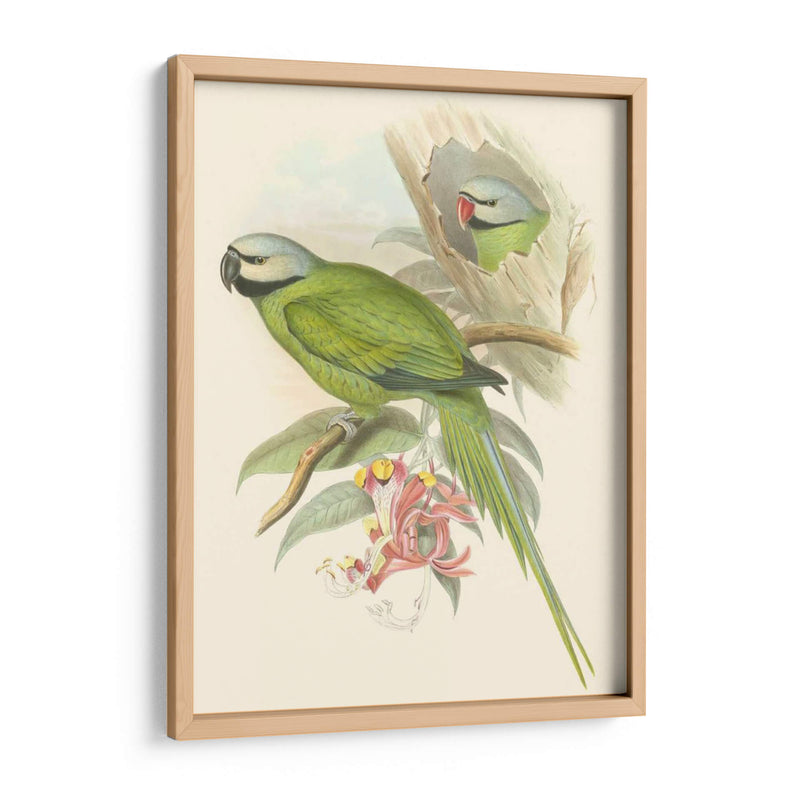 Pequeñas Aves De Trópicos Ii - John Gould | Cuadro decorativo de Canvas Lab