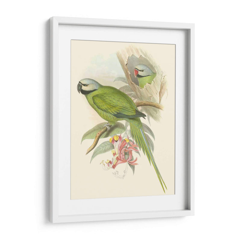 Pequeñas Aves De Trópicos Ii - John Gould | Cuadro decorativo de Canvas Lab