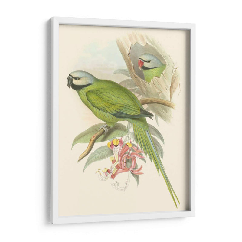 Pequeñas Aves De Trópicos Ii - John Gould | Cuadro decorativo de Canvas Lab