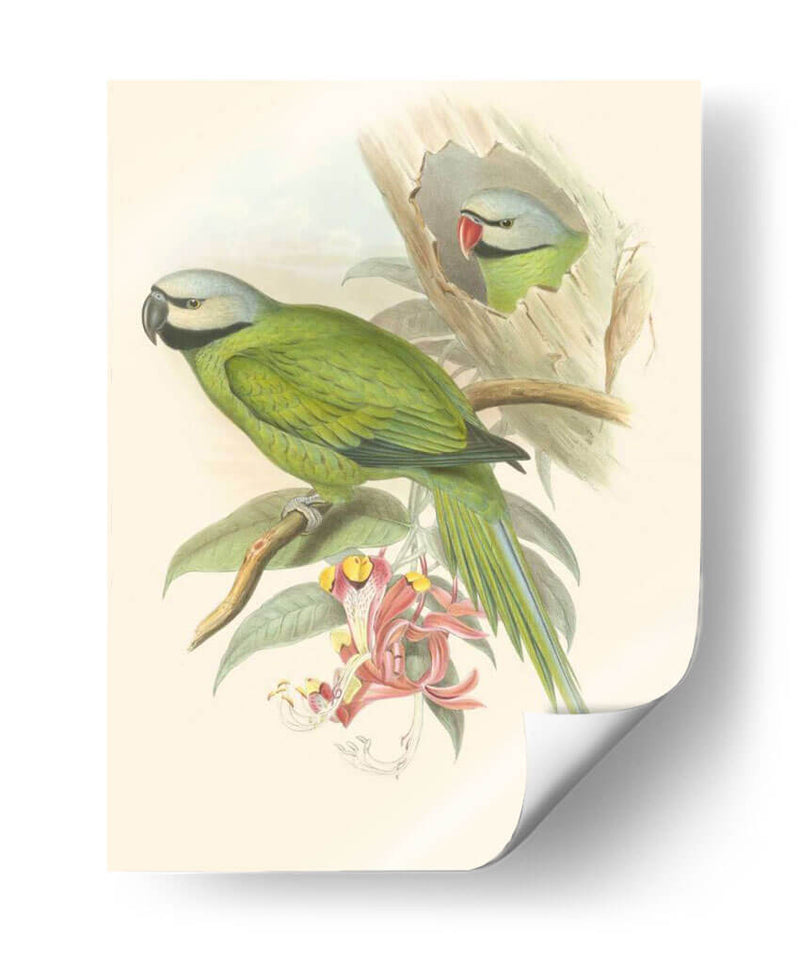 Pequeñas Aves De Trópicos Ii - John Gould | Cuadro decorativo de Canvas Lab