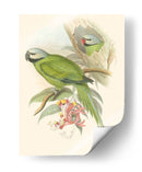 Pequeñas Aves De Trópicos Ii - John Gould | Cuadro decorativo de Canvas Lab