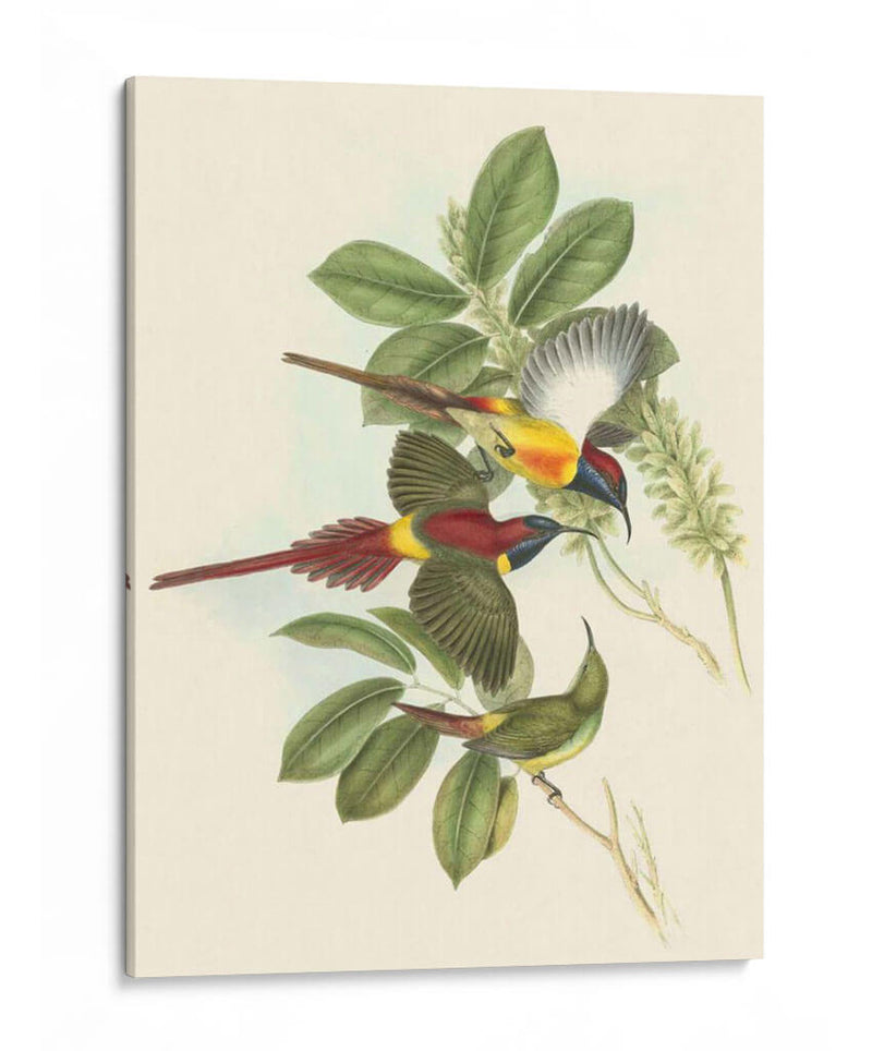 Pequeñas Aves De Trópicos Iii - John Gould | Cuadro decorativo de Canvas Lab