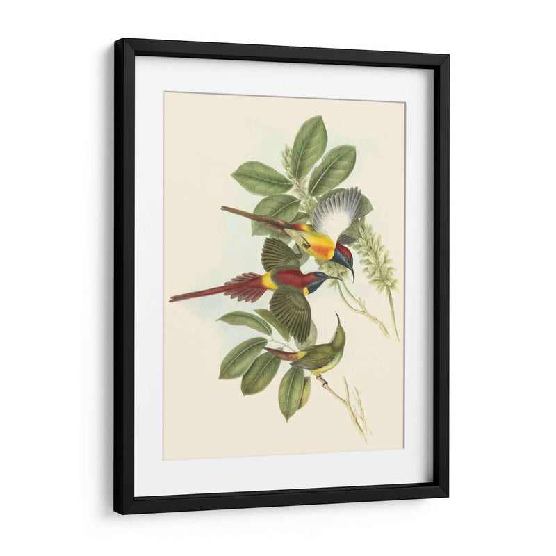 Pequeñas Aves De Trópicos Iii - John Gould | Cuadro decorativo de Canvas Lab