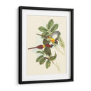 Pequeñas Aves De Trópicos Iii - John Gould | Cuadro decorativo de Canvas Lab