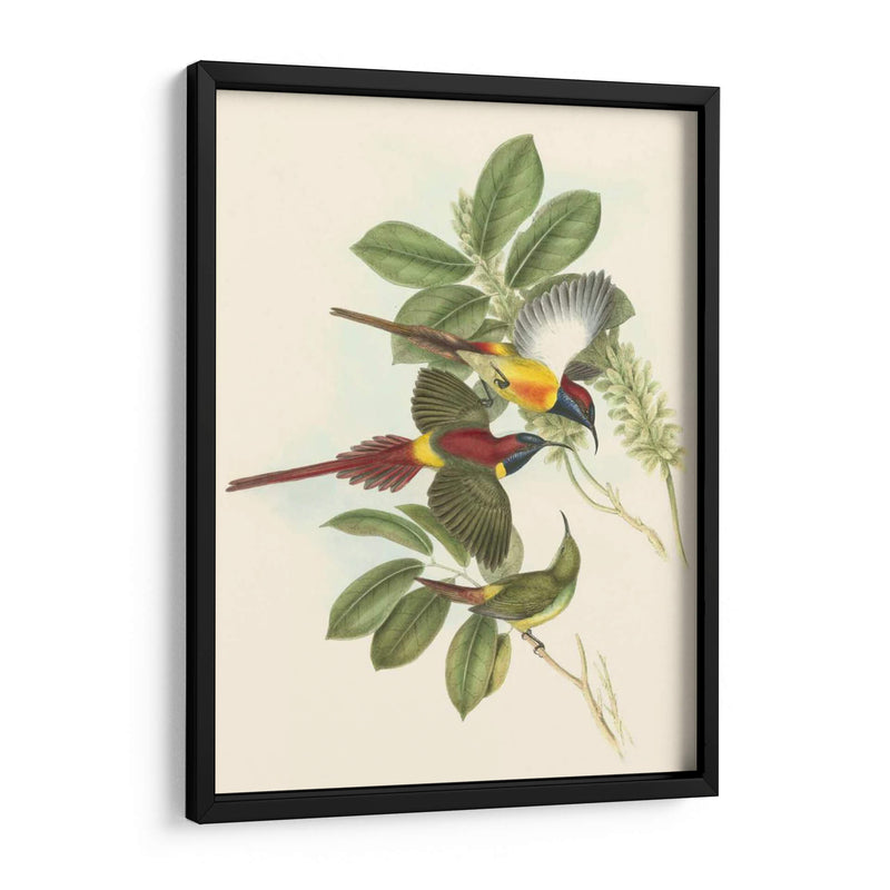 Pequeñas Aves De Trópicos Iii - John Gould | Cuadro decorativo de Canvas Lab