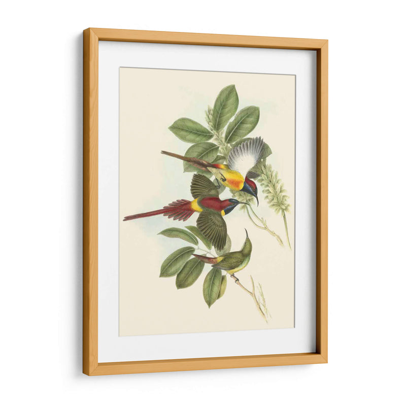 Pequeñas Aves De Trópicos Iii - John Gould | Cuadro decorativo de Canvas Lab