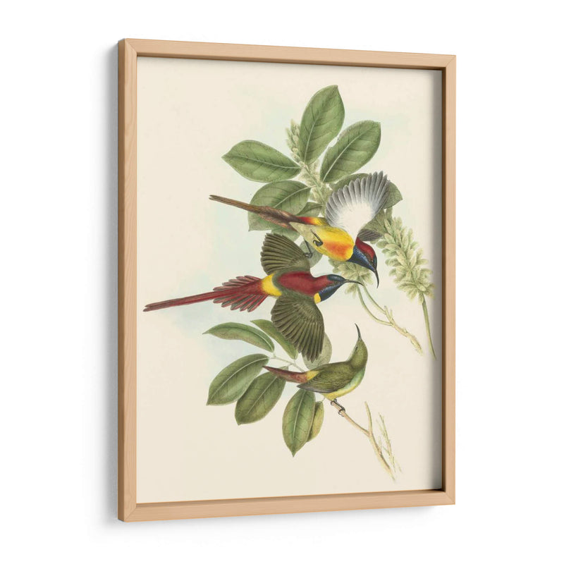 Pequeñas Aves De Trópicos Iii - John Gould | Cuadro decorativo de Canvas Lab