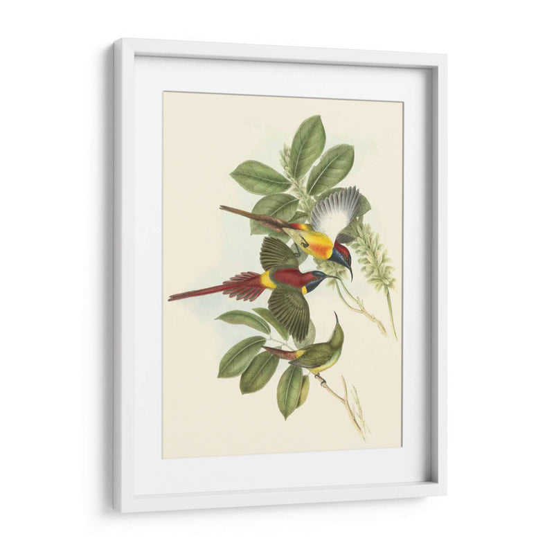 Pequeñas Aves De Trópicos Iii - John Gould | Cuadro decorativo de Canvas Lab