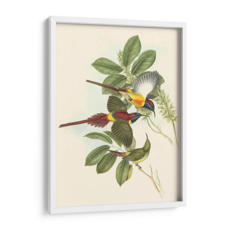 Pequeñas Aves De Trópicos Iii - John Gould | Cuadro decorativo de Canvas Lab