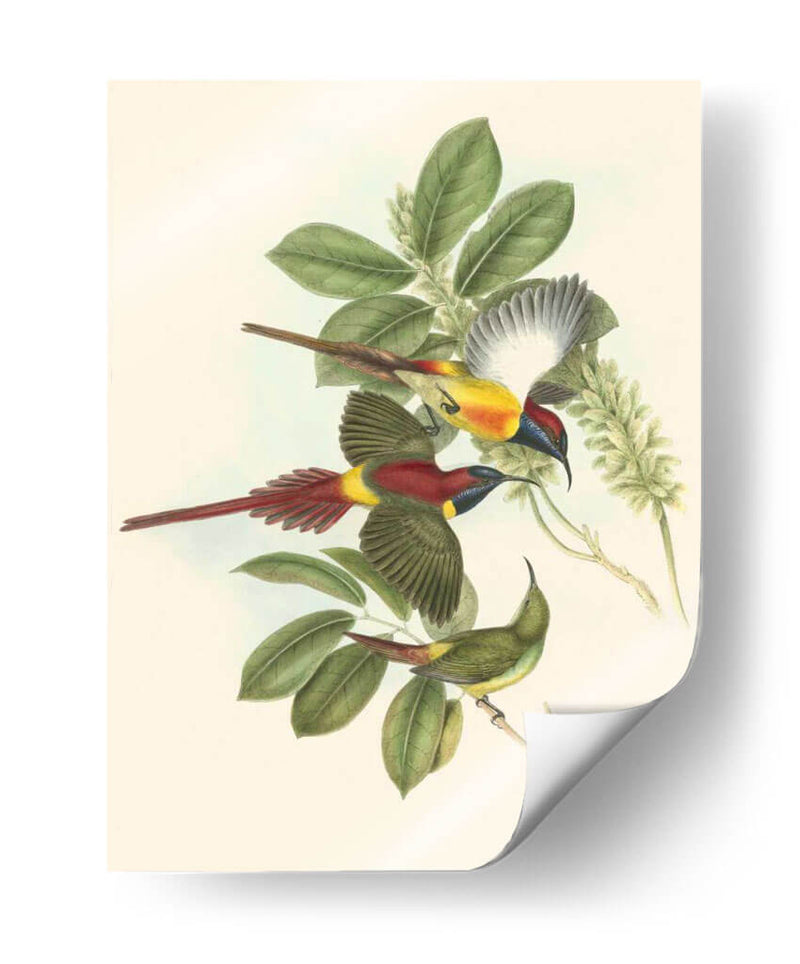 Pequeñas Aves De Trópicos Iii - John Gould | Cuadro decorativo de Canvas Lab