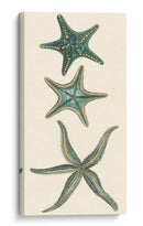 Starfish Aquamarine I - Vision Studio | Cuadro decorativo de Canvas Lab