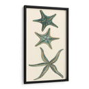 Starfish Aquamarine I - Vision Studio | Cuadro decorativo de Canvas Lab