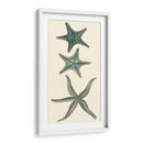 Starfish Aquamarine I - Vision Studio | Cuadro decorativo de Canvas Lab