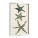 Starfish Aquamarine I - Vision Studio | Cuadro decorativo de Canvas Lab