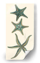 Starfish Aquamarine I - Vision Studio | Cuadro decorativo de Canvas Lab