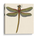 Libélula En Miniatura Ii - Vision Studio | Cuadro decorativo de Canvas Lab