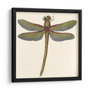 Libélula En Miniatura Ii - Vision Studio | Cuadro decorativo de Canvas Lab