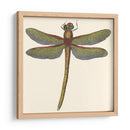 Libélula En Miniatura Ii - Vision Studio | Cuadro decorativo de Canvas Lab