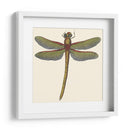 Libélula En Miniatura Ii - Vision Studio | Cuadro decorativo de Canvas Lab