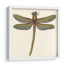 Libélula En Miniatura Ii - Vision Studio | Cuadro decorativo de Canvas Lab