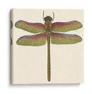 Libélula En Miniatura Iii - Vision Studio | Cuadro decorativo de Canvas Lab