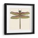 Libélula En Miniatura Iii - Vision Studio | Cuadro decorativo de Canvas Lab