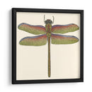Libélula En Miniatura Iii - Vision Studio | Cuadro decorativo de Canvas Lab