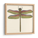 Libélula En Miniatura Iii - Vision Studio | Cuadro decorativo de Canvas Lab