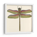 Libélula En Miniatura Iii - Vision Studio | Cuadro decorativo de Canvas Lab