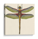 Libélula En Miniatura Iv - Vision Studio | Cuadro decorativo de Canvas Lab