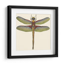 Libélula En Miniatura Iv - Vision Studio | Cuadro decorativo de Canvas Lab