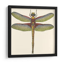 Libélula En Miniatura Iv - Vision Studio | Cuadro decorativo de Canvas Lab
