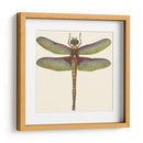 Libélula En Miniatura Iv - Vision Studio | Cuadro decorativo de Canvas Lab