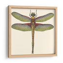 Libélula En Miniatura Iv - Vision Studio | Cuadro decorativo de Canvas Lab